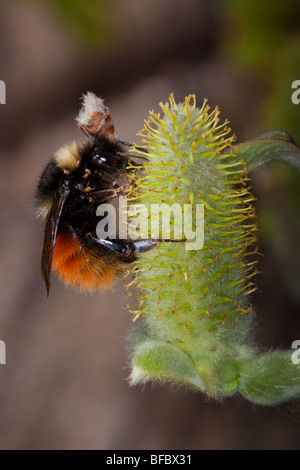 Heidelbeere Hummel, Bombus Monticola, Wooly Wilow Catkin besuchen Stockfoto