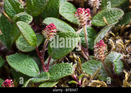NET-leaved Weide, Salix Reticulata, männlichen Kätzchen Stockfoto