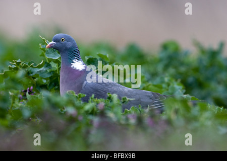 Gemeinsamen Ringeltaube, Columba Palumbus, Fütterung in Grünkohl Stockfoto