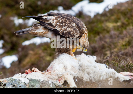 Steinadler Fütterung auf Schafe AAS Stockfoto
