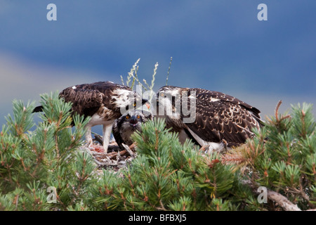 Weibliche Osprey, Pandion Haliaetus, Jungen füttert Stockfoto