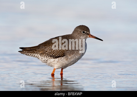 Gemeinsamen Rotschenkel Tringa totanus Stockfoto