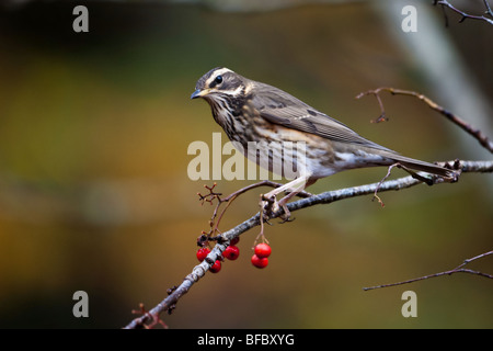 Redwing, Turdus Iliacus, Fütterung auf Vogelbeeren im Herbst Stockfoto