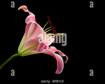 rosa Lilie mit Tau fällt auf schwarzem Hintergrund Stockfoto