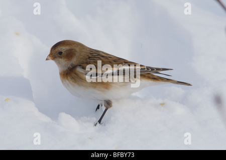 Snow Bunting, Plectrophenax Nivalis, im winter Stockfoto