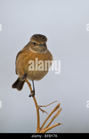 Weibliche Schwarzkehlchen Saxicola Torquata, im winter Stockfoto