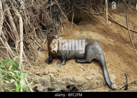 Riesenotter Pteronura Brasiliensis in einem Fluss in Pantanal-Brasilien Stockfoto