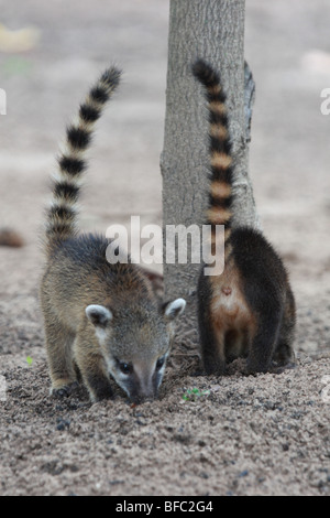 Südamerikanische Nasenbär-Nasua Nasua jungen auf Nahrungssuche Stockfoto