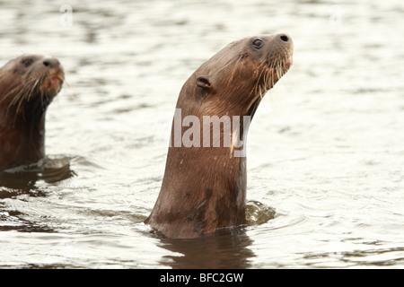 Paar der Riesenotter Pteronura Brasiliensis in einem Fluss in Pantanal-Brasilien Stockfoto