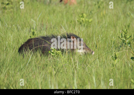 Weißlippen-Peccary Tayassu Pecari in Grünland im Parque Nacional Das Emas Brasil Stockfoto