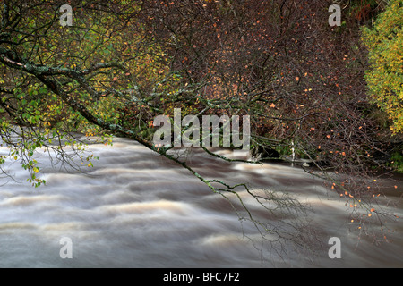 Fluß Senke in voller Flut, Swaledale, North Yorkshire Stockfoto