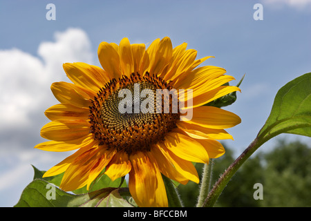 Eine Sonnenblume Blüte in einem Gemeinschaftsgarten. Stockfoto