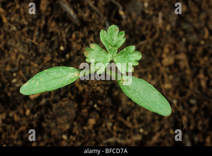 Petersilie (Aethusa Cynapium) Sämling mit ersten wahren Blatt bilden Narren Stockfoto