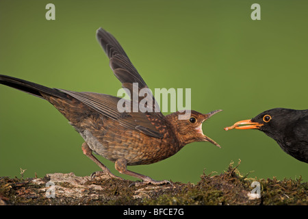 Amsel Turdus merula Stockfoto