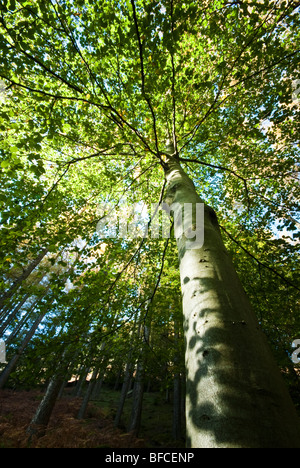 Wald Bäume im Frühling mit Sonne Filterung durch die Baumkronen Stockfoto