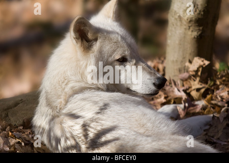 Timberwolf (Canis Lupus). Gefangene Tier. Western North Carolina Naturzentrum Stockfoto