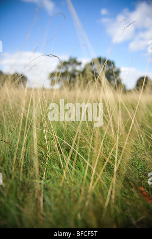 Langen Rasen im Sommer im Richmond Park, mit einem blauen Himmel in London, Vereinigtes Königreich. Stockfoto