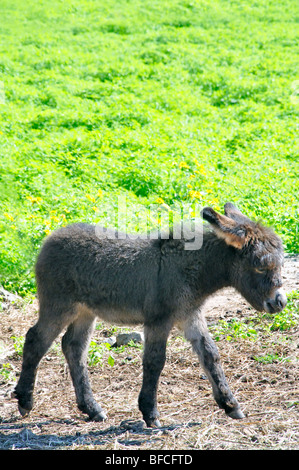 Sizilianische Esel (Equus Asinus) Stockfoto