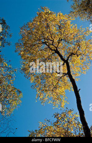 Herbstlaub auf Birken in Borrowdale, Lake District, Cumbria, England, UK Stockfoto