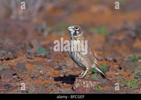 Dick-billed Lerche Stockfoto