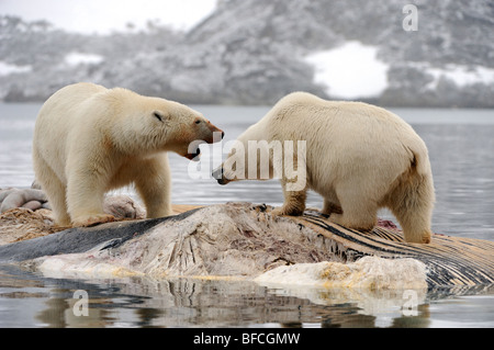 Eisbären (Ursus Maritimus) Stockfoto