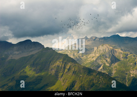 Vögel über die Schweizer Alpen, Lauterbrunnen, Schweiz fliegen Stockfoto