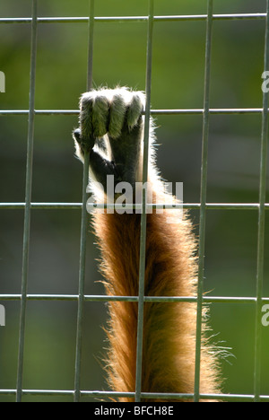 Tiere hinter Gittern Stockfoto