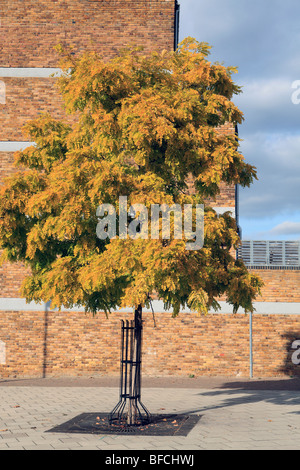 Großbritannien London Brixton ein einsamer Baum im Herbst auf einer Wohnsiedlung Stockfoto