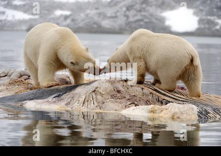 Eisbären (Ursus Maritimus) Stockfoto