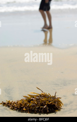 Algen am Strand, unscharfe Abbildung einer Person Beine zu Fuß durch.  Schwerpunkt liegt auf den Algen im Zusammenhang mit Menschen zu Fuß durch. Stockfoto