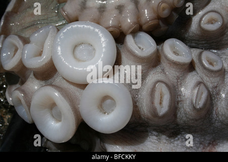 Nahaufnahme von Saugnäpfen auf gemeinsame Octopus zum Verkauf an Kivukoni Fischmarkt, Dar-Es-Salaam, Tansania Stockfoto