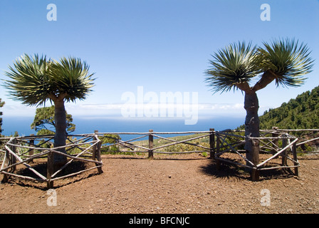 Drachenbaum (Dracaena) in La Palma, Kanarische Inseln, Spanien, Europa. Stockfoto