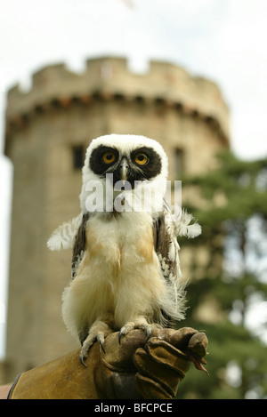 Brillentragende Uhu, Warwick Castle Stockfoto