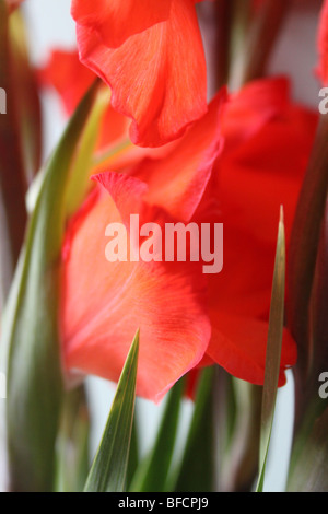 Pinky roten Gladiolen Blumen Stockfoto