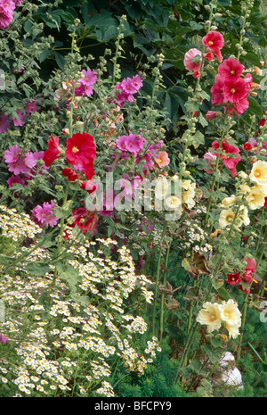 Nahaufnahme von roten und gelben Stockrosen mit rosa Malve und weißen Mutterkraut im Sommer Garten Grenze Stockfoto