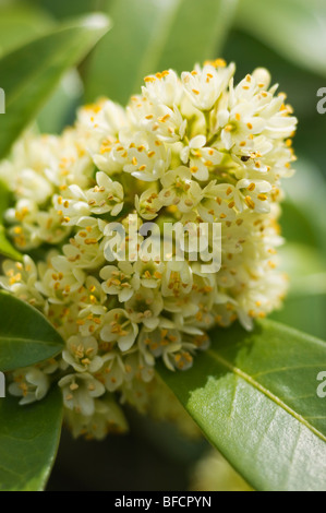 Skimmia X confusa, Kew Green Stockfoto