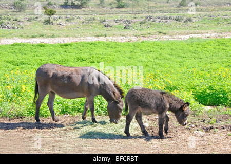 Sizilianische Esel (Equus Asinus) Stockfoto