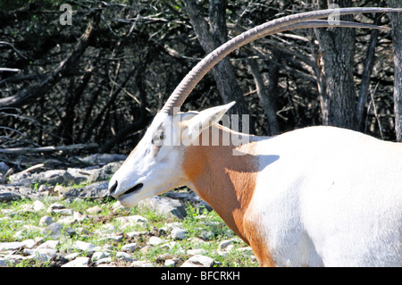 Scimitar-gehörnter Oryx (Oryx Dammah) Stockfoto