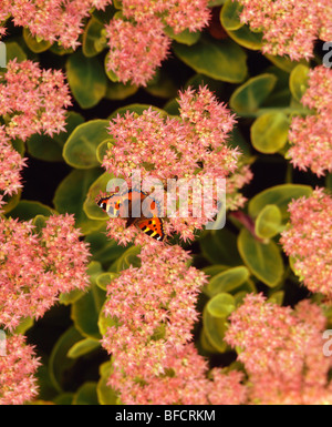 Nahaufnahme der kleine rote Admiral Schmetterling auf Sedum rosa Blumen Stockfoto