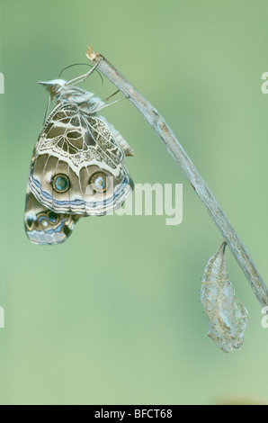 Amercian Distelfalter Schmetterling, Vanessa Virginiensis, wartet nach dem Austritt aus Puppe zu sammeln, Stärke ihre Flügel trocknen lassen Stockfoto