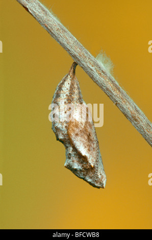 Amerikanischer Distelfalter, Vanessa Virginiensis, Schmetterling im Kokon, hängend von einem Stick, Missouri Stockfoto