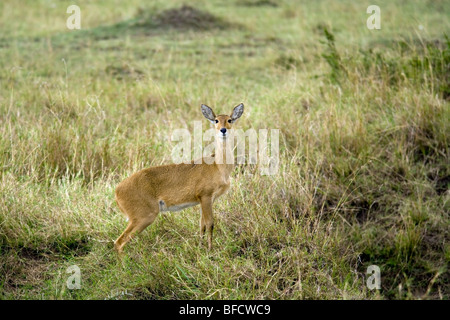 Andere - Masai Mara National Reserve, Kenia Stockfoto