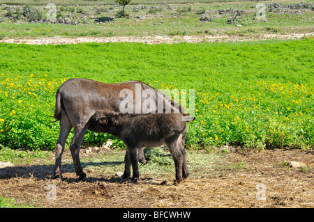 Sizilianische Esel (Equus Asinus) Stockfoto