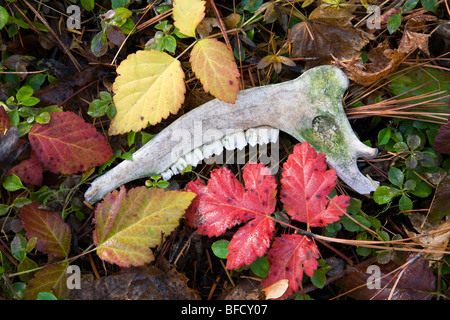 Die Zähne von einem Maultier-Rotwild liegen auf dem Waldboden im späten Herbst. Alte Knochen Stockfoto