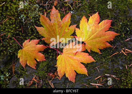Rebe-Ahorn-Blätter fallen im Oktober Herbst in der Cascade Mountains of Oregon Stockfoto