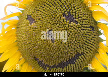 Glücklich Sonnenblume Stockfoto