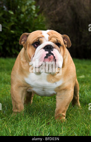 Britische Bulldogge oder englische Bulldogge ist eine mittelgroße Hunderasse, die ihren in England Ursprung. Stockfoto