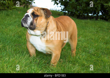 Britische Bulldogge oder englische Bulldogge ist eine mittelgroße Hunderasse, die ihren in England Ursprung. Stockfoto