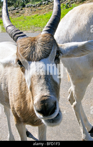 Addax (Addax Nasomaculatus) Stockfoto