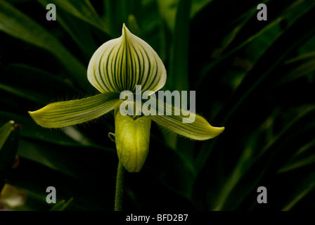 Frauenschuh Orchidee Stockfoto